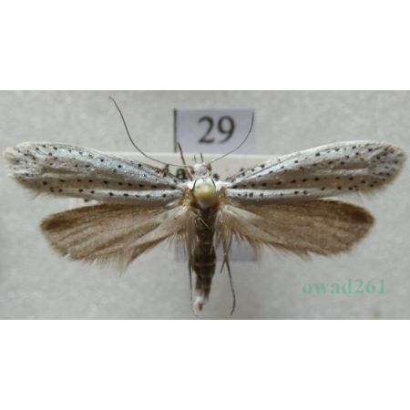 Yponomeuta evonymella (Linnaeus, 1758) Namiotnik czeremszaczek Czech29